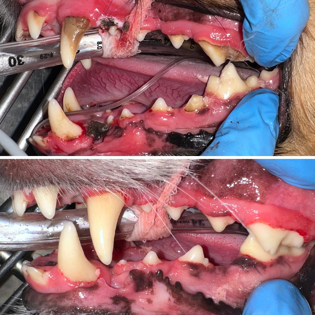dental surgery