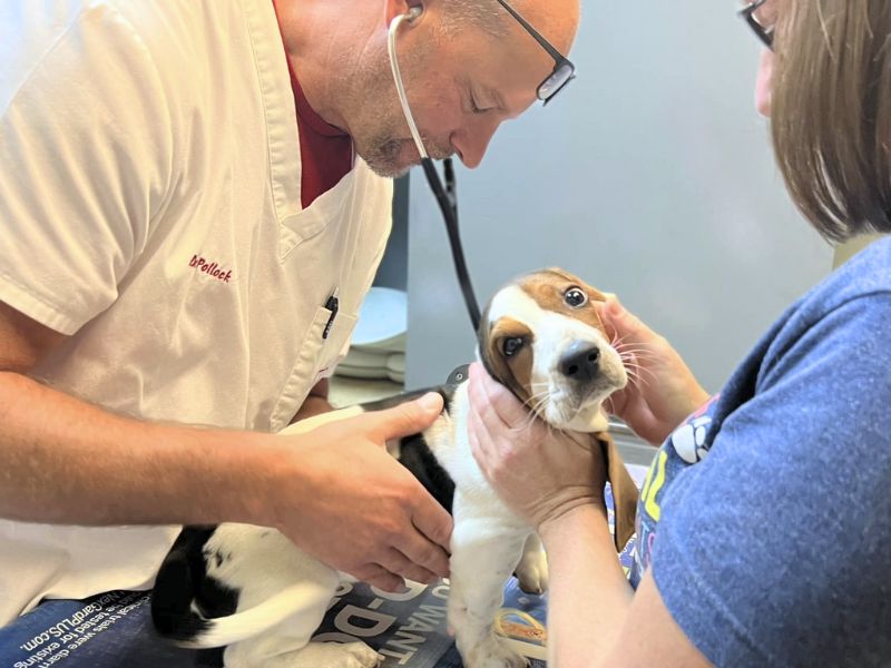 veterinarian checking out a puppy Veterinarian checking out a puppy