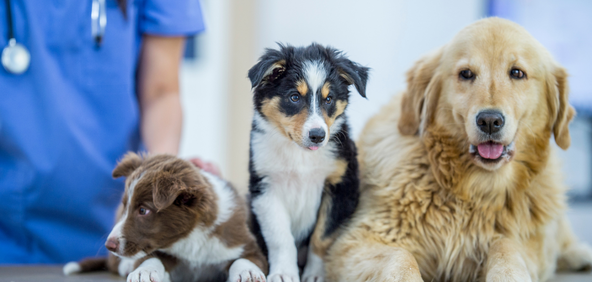 A veterinarian checks three dogs sitting on a table