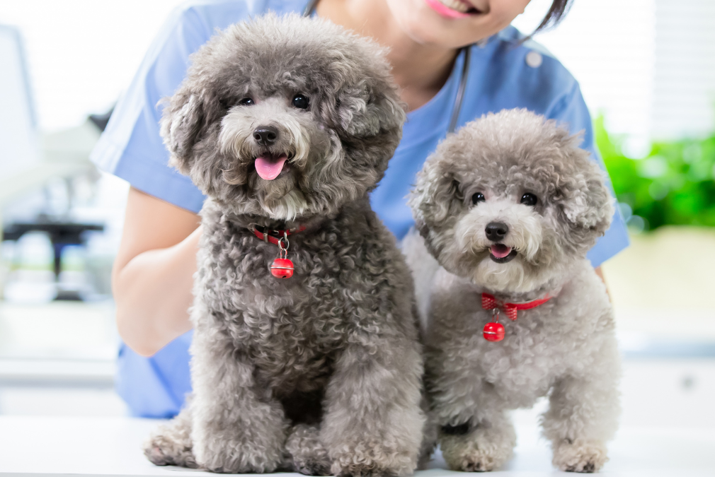Two poodle dogs sitting side by side on a table