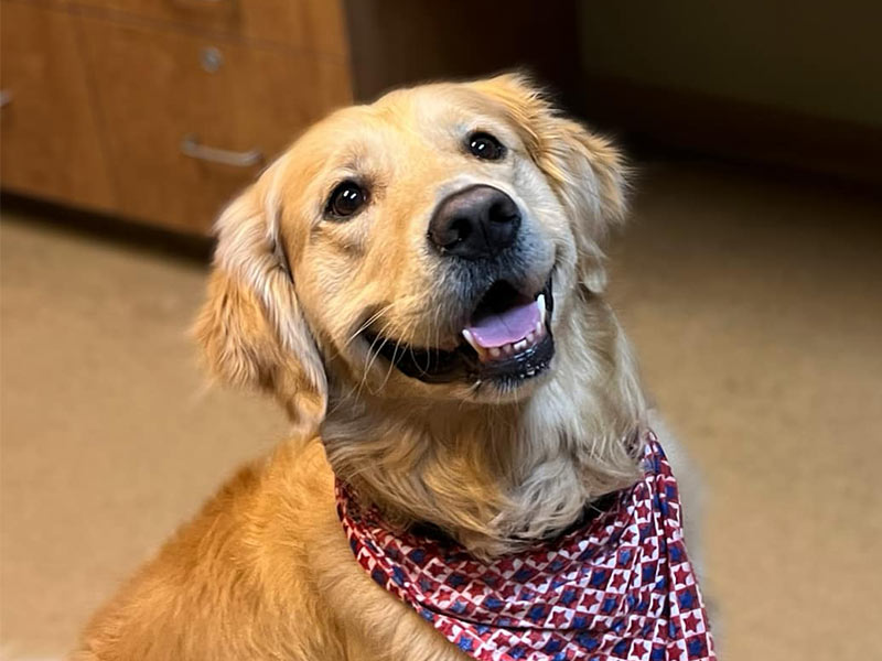 Golden retriever dog wearing a red bandana sitting happily on the floor