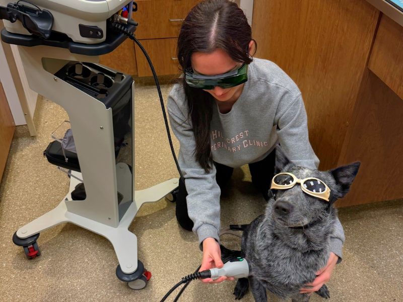 A woman in glasses interacts with a dog using a laser pointer