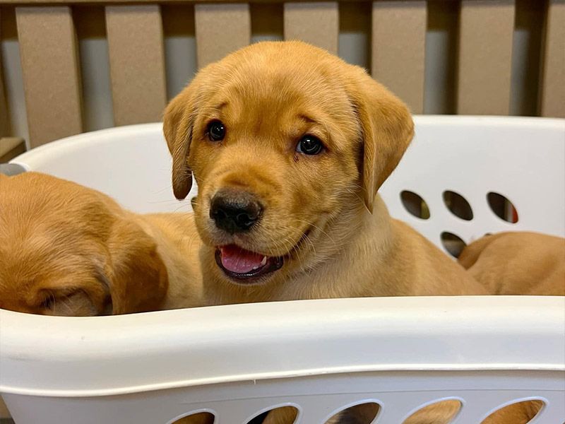 Cute puppies in a basket