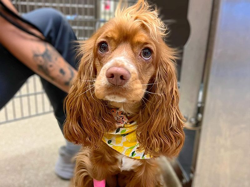 Brown furry puppy in a clinic settings