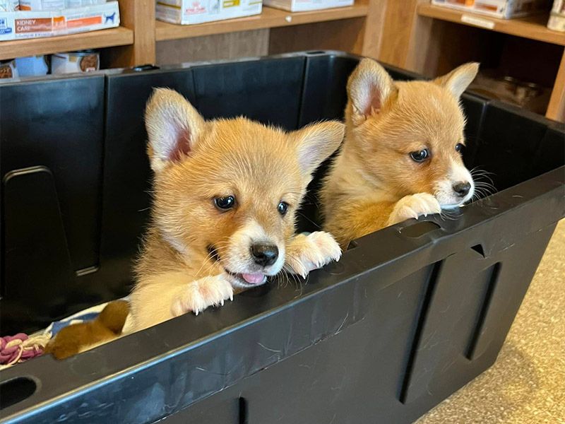 Cute puppies in a basket