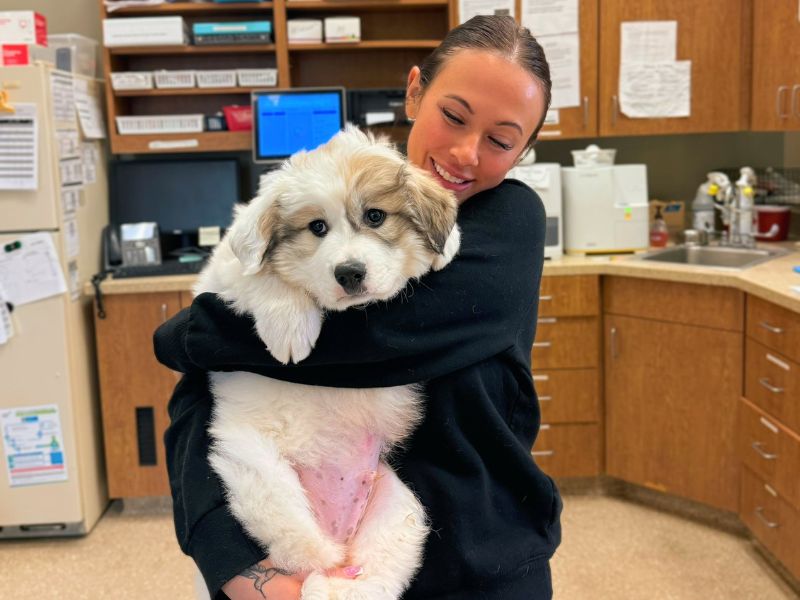 A woman in a black top holding a large, fluffy puppy