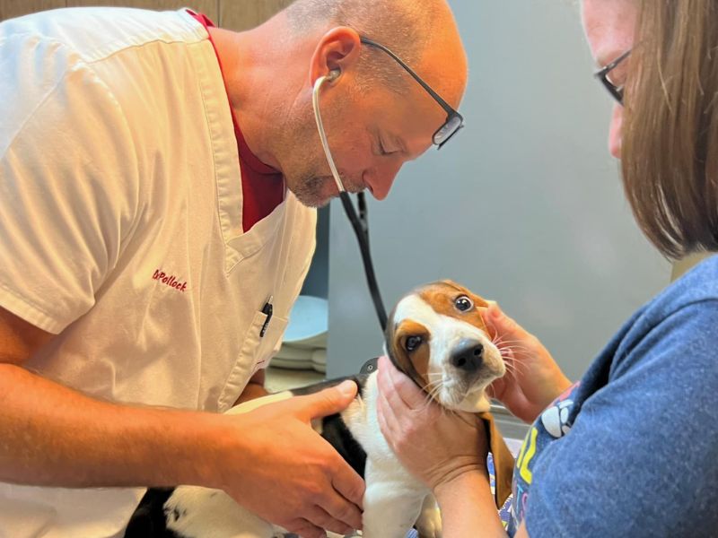 A veterinarian examines a dog using a stethoscope