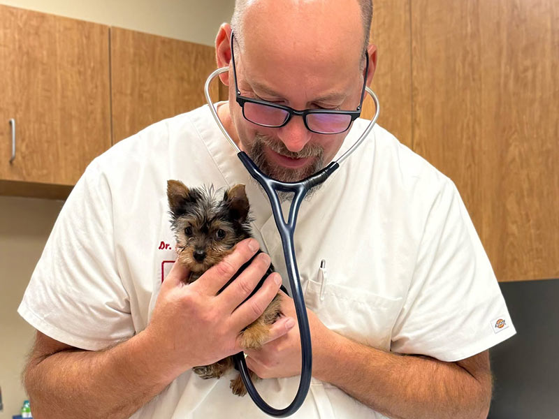 Veterinarian examining a small Yorkie puppy with a stethoscope