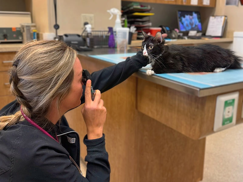 Veterinary team member examining a black and white cat