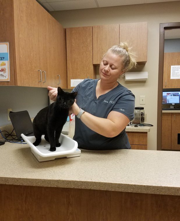 Kitten Wellness