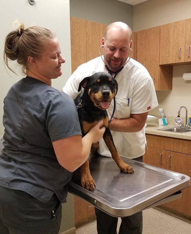 Puppy Wellness