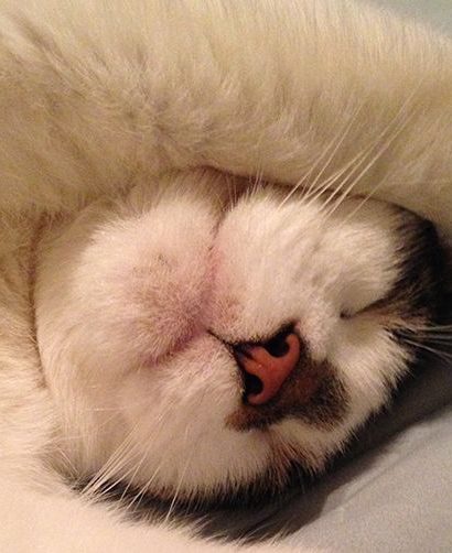 declaw